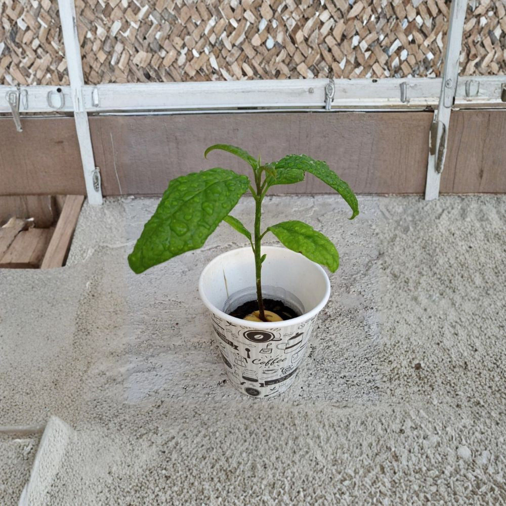 California Avocado Tree – Persea americana Live Organic Plant | 12+ Inches Tall | Rooted Evergreen  USA Grown | Naturally Fertilized | Ready to Transplant