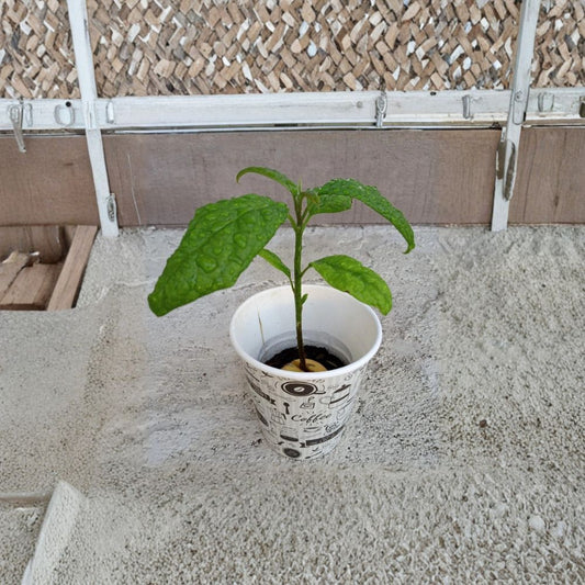 California Avocado Tree – Persea americana Live Organic Plant | 12+ Inches Tall | Rooted Evergreen  USA Grown | Naturally Fertilized | Ready to Transplant