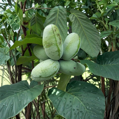 Paw Paw Tree – Asimina triloba Live Seedling | 6–12 Inches Tall | Native Fruit Tree  Indian Banana | Cold Hardy | Edible Landscape Favorite