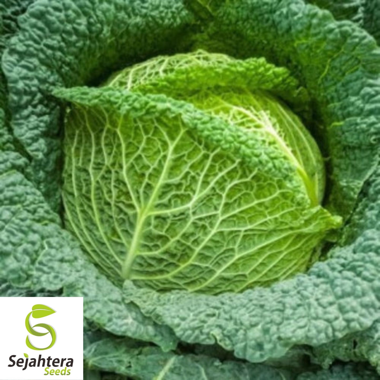 Savoy Perfection Cabbage Seeds - 200+ Heirloom, Non-GMO, Crisp & Fresh