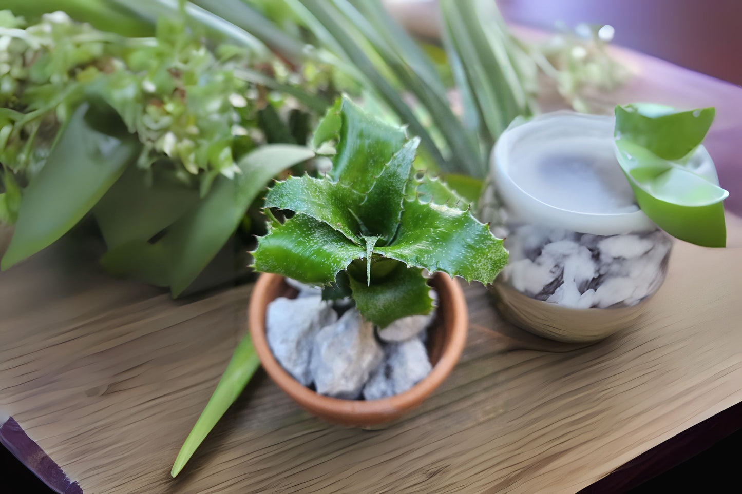 Neoregelia Plant 6" Pot Light Green Foliage Neoregelia Mooreana - Collectors, Novelty Houseplant for Container and Landscape