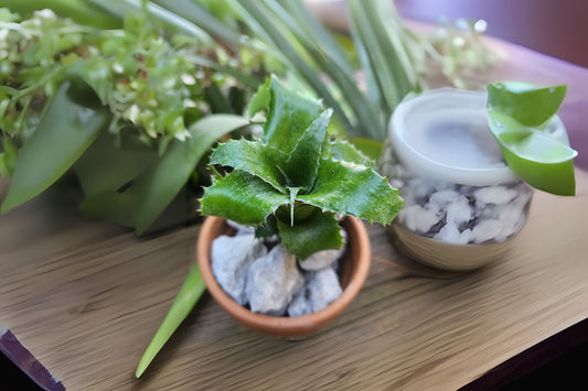 Neoregelia Plant 6" Pot Light Green Foliage Neoregelia Mooreana - Collectors, Novelty Houseplant for Container and Landscape