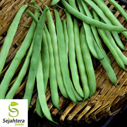 Blue Lake Pole Bean Seeds 75 Ct | Green Vegetable Heirloom NON-GMO USA