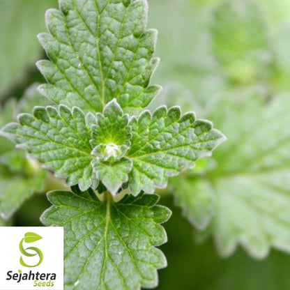 Catnip Seeds 1500+ | Perennial Herb for Garden NON-GMO USA