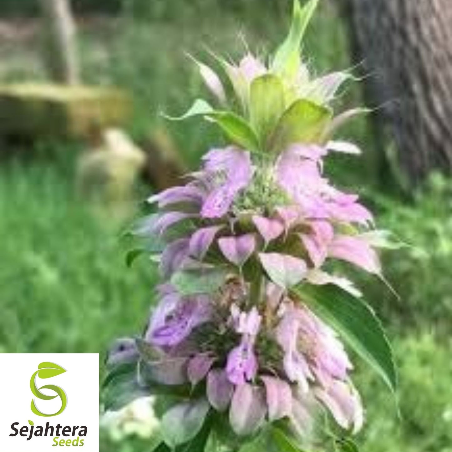 Bee Balm Seeds 300+ | Wild Bergamot Monarda Herb Native Wildflower USA