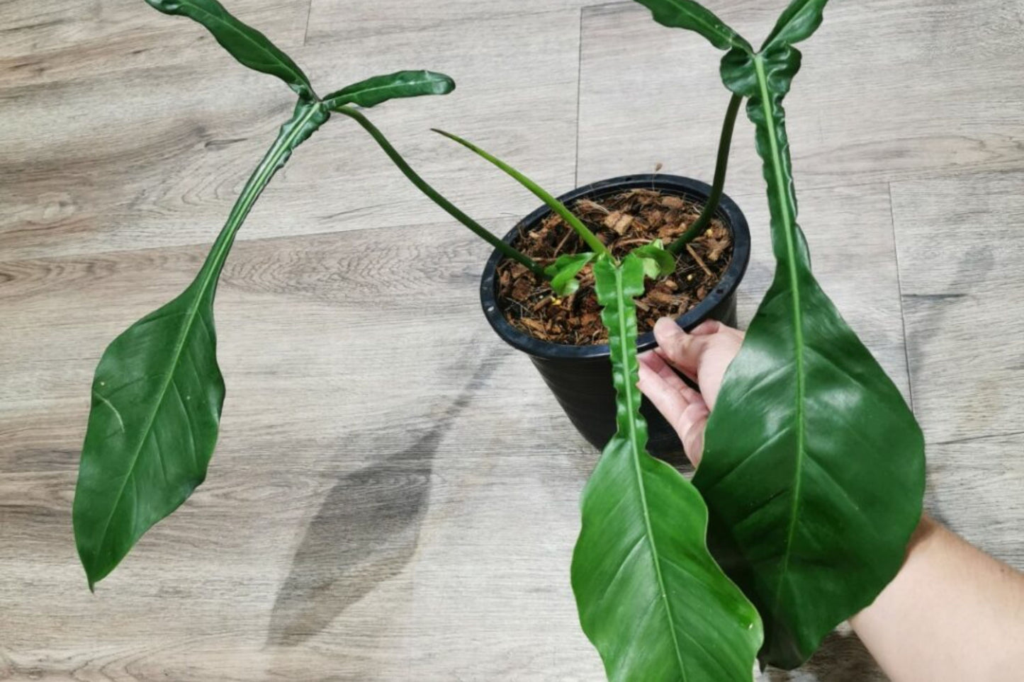 Philodendron Joepii – Rare Tropical Climber with Unique Elongated Leaves in 3" Pot