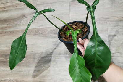 Philodendron Joepii – Rare Tropical Climber with Unique Elongated Leaves in 3" Pot