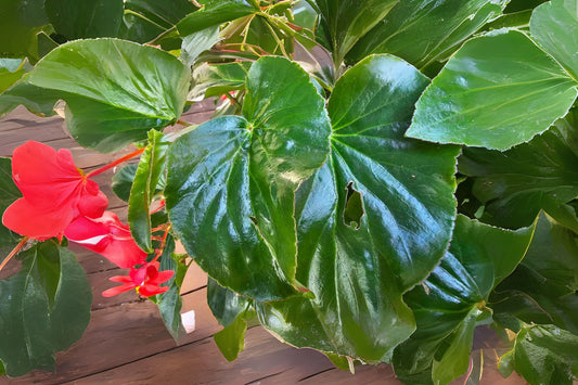 Wax Begonia Plant 10in Pot - Pink Blooms & Glossy Foliage - Begonia cucullata - Ideal for Indoor & Outdoor Gardens