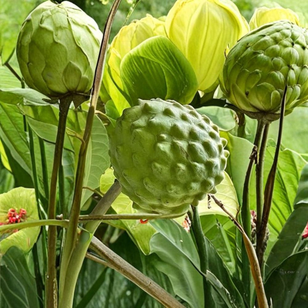 Cherimoya ‘El Bumpo’ – Grafted Tree Live Fruit Tree | 1–2 Feet Tall | Shipped in 3 Gallon Pot  Creamy Tropical Fruit | Grafted for True Variety | Backyard Orchard Favorite