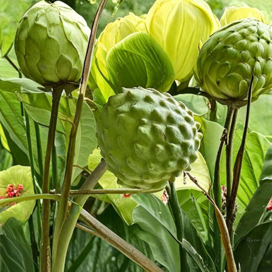 Cherimoya ‘El Bumpo’ – Grafted Tree Live Fruit Tree | 1–2 Feet Tall | Shipped in 3 Gallon Pot  Creamy Tropical Fruit | Grafted for True Variety | Backyard Orchard Favorite