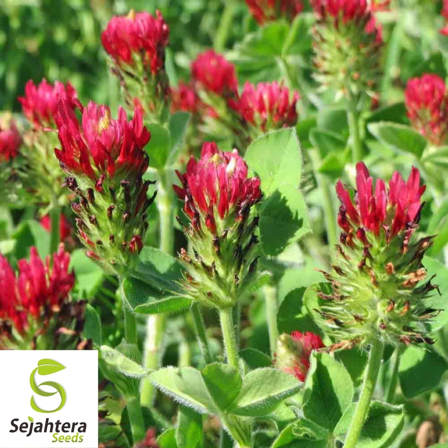 Crimson Clover Seeds 200+ | Trifolium Incarnatum Red Flower Cover Crop USA