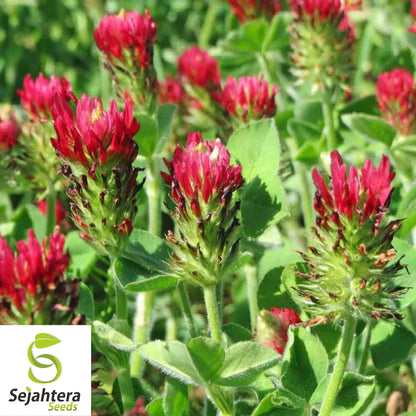 Crimson Clover Seeds 200+ | Trifolium Incarnatum Red Flower Cover Crop USA