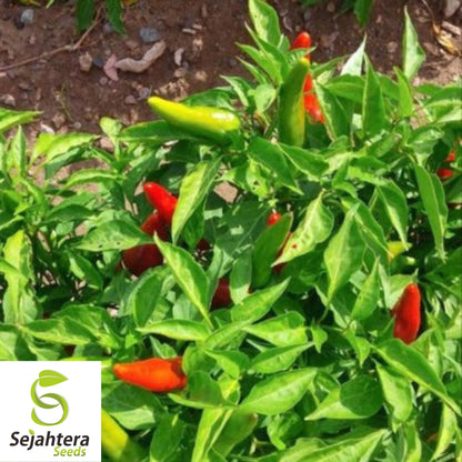 25 Hatch Rattlesnake Pepper Seeds - Non-GMO, Bold & Spicy Southwestern Variety