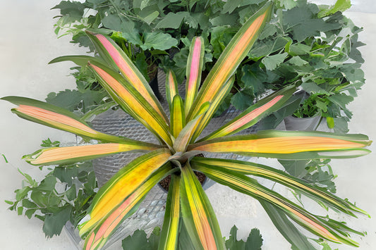 Aechmea Bracteata Variegated 8" Pot | Unique Red and Green Foliage | Collector's Plant | Aechmea Bracteata
