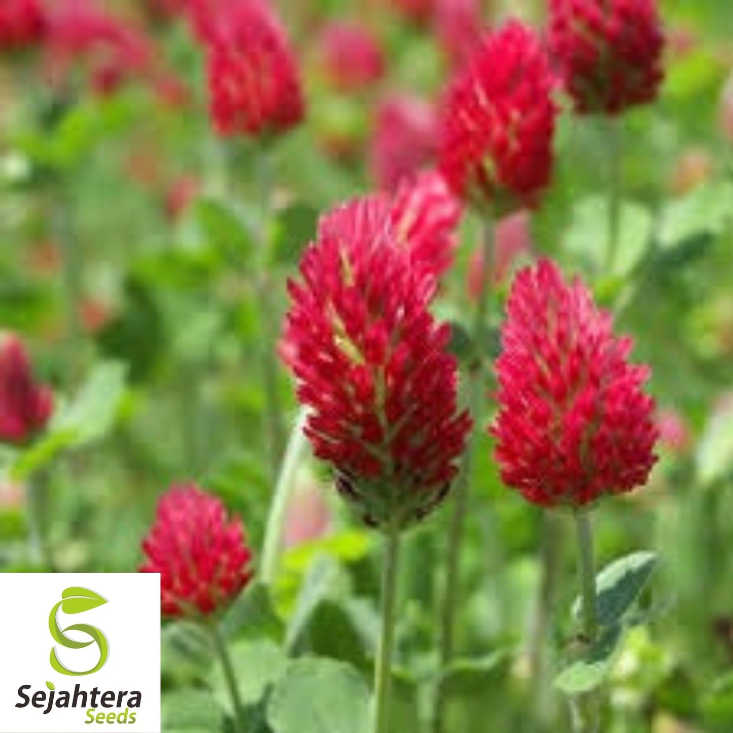 Crimson Clover Seeds 200+ | Trifolium Incarnatum Red Flower Cover Crop USA