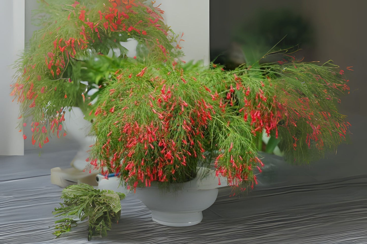 Large Firecracker Plant - Vibrant Coral Blooms - Russelia equisetiformis - Hummingbird Attractant for Gardens & Patios