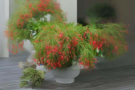 Large Firecracker Plant - Vibrant Coral Blooms - Russelia equisetiformis - Hummingbird Attractant for Gardens & Patios
