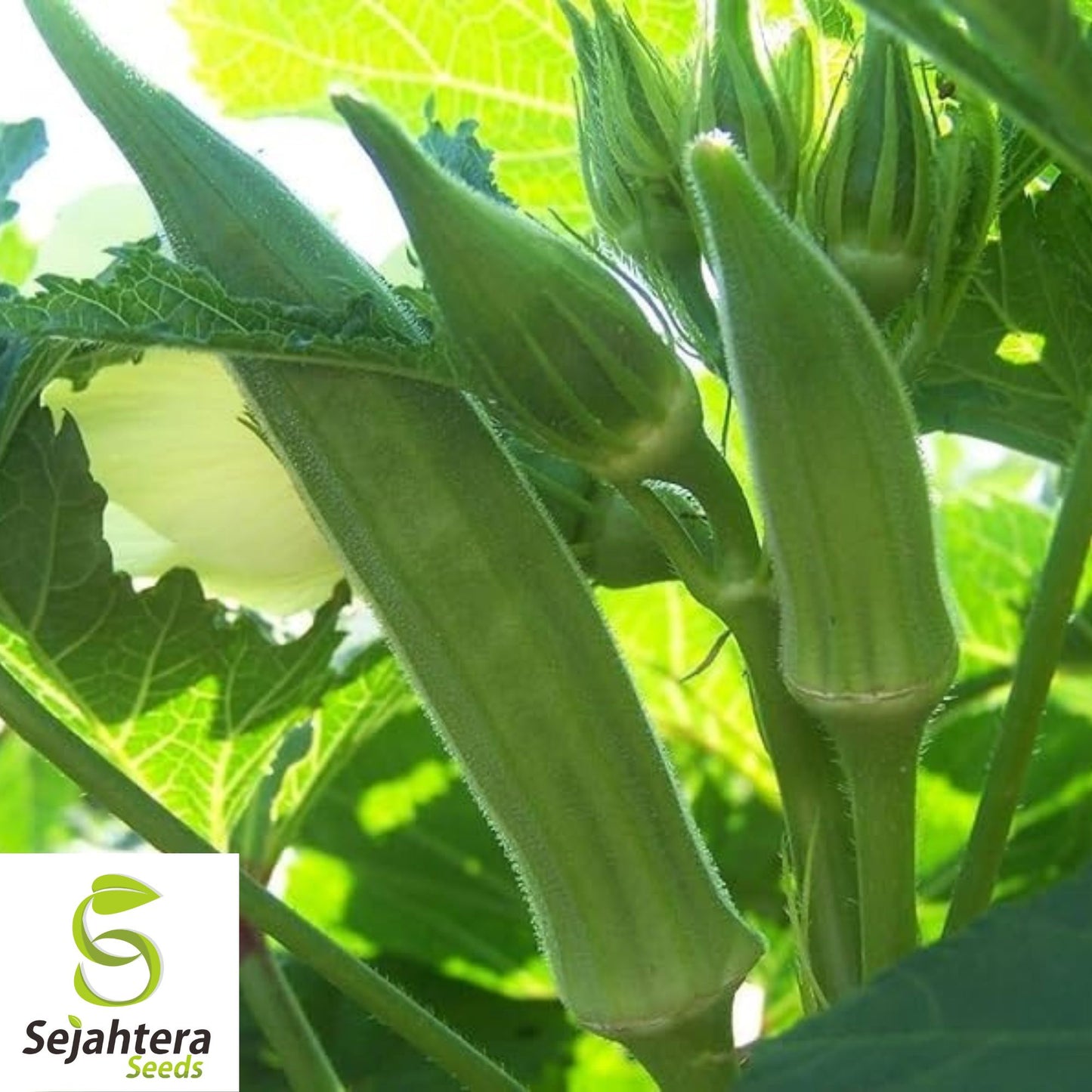 Louisiana Longhorn Cowhorn Okra Seeds - 100+ Heirloom - Non-GMO - High Yield