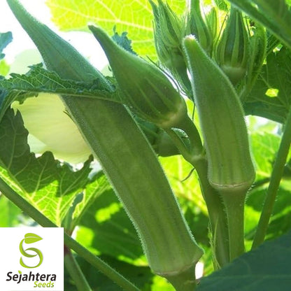 Louisiana Longhorn Cowhorn Okra Seeds - 100+ Heirloom - Non-GMO - High Yield