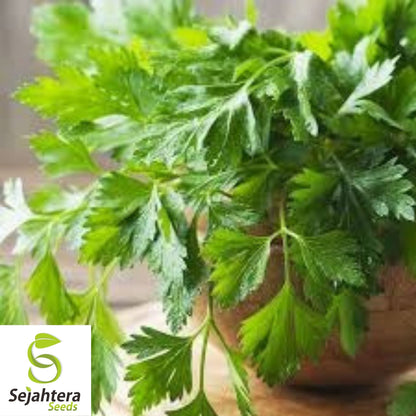 Giant of Italy Parsley Seeds 500+ | Leaf Herb Garden NON-GMO USA