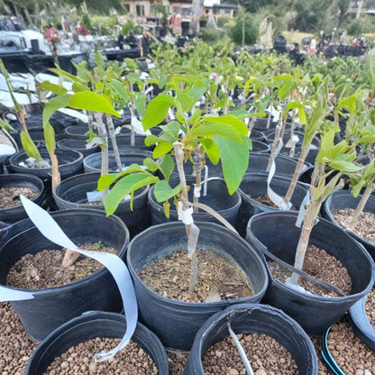Cherimoya ‘El Bumpo’ – Grafted Tree Live Fruit Tree | 1–2 Feet Tall | Shipped in 3 Gallon Pot  Creamy Tropical Fruit | Grafted for True Variety | Backyard Orchard Favorite