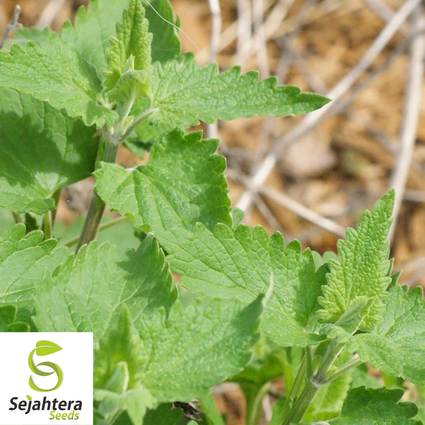 Catnip Seeds 1500+ | Perennial Herb for Garden NON-GMO USA