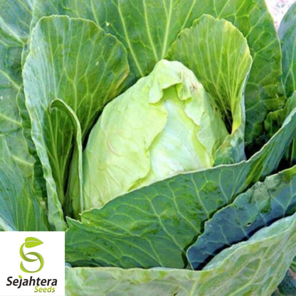 Savoy Cabbage Seeds 300+ | Heirloom NON-GMO Vegetable Garden USA