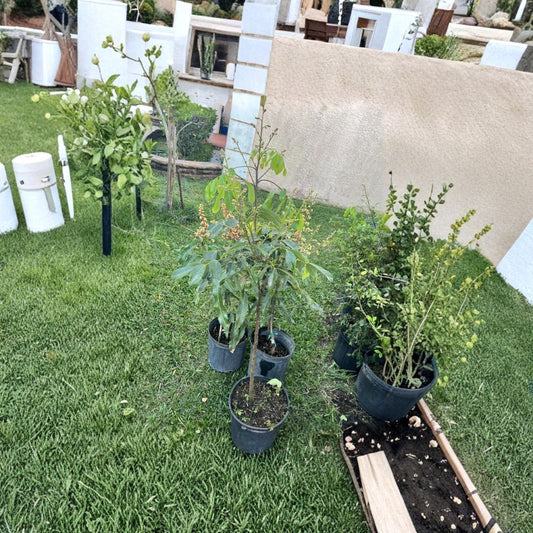 Julie Mango Tree – Mangifera indica Live Tree | 2 Feet Tall | Compact Tropical Variety  Caribbean Favorite | Sweet & Rich Flavor | Container Friendly