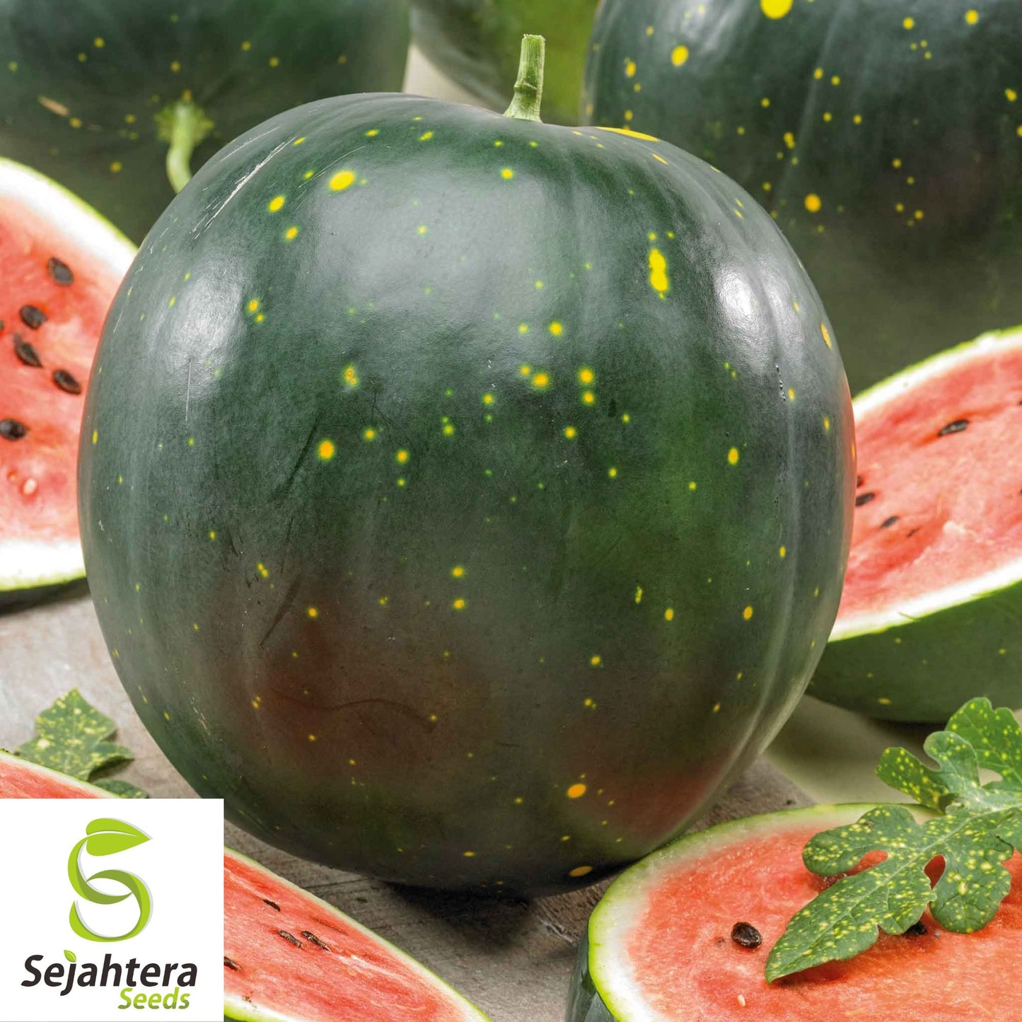 Moon and Stars Red Watermelon Seeds - 10+ Heirloom - Organic & Non-GMO