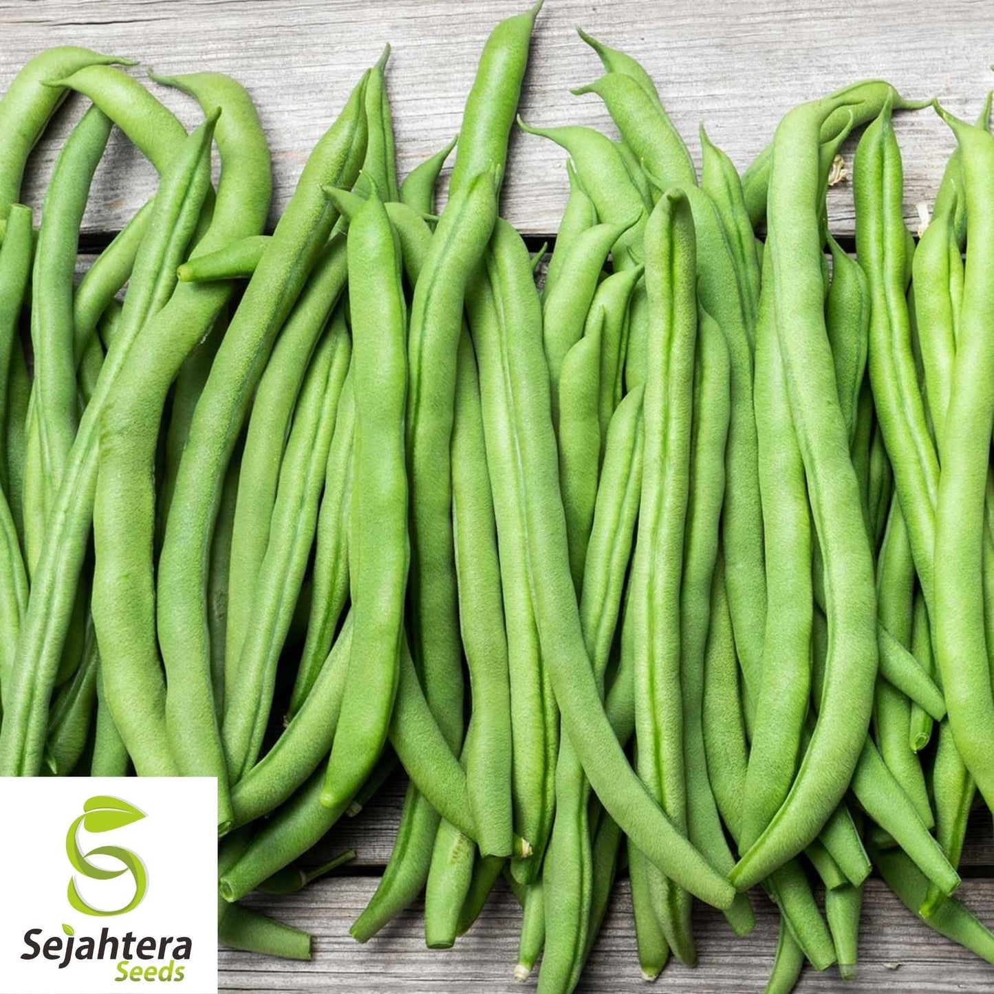 Blue Lake Pole Bean Seeds 75 Ct | Green Vegetable Heirloom NON-GMO USA