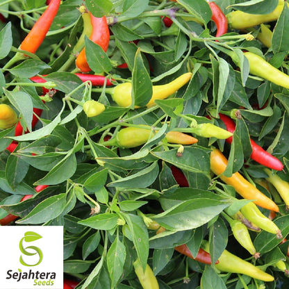 25 Hatch Rattlesnake Pepper Seeds - Non-GMO, Bold & Spicy Southwestern Variety