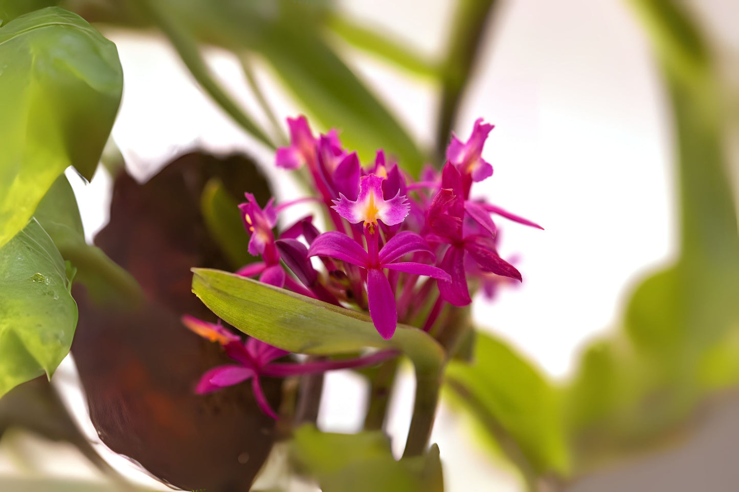 Purple Orchid Plant - 12"-18" Fire Star Variety - Epidendrum Radicans - Blooming Houseplant Gift - Vibrant Indoor Flowering Orchid