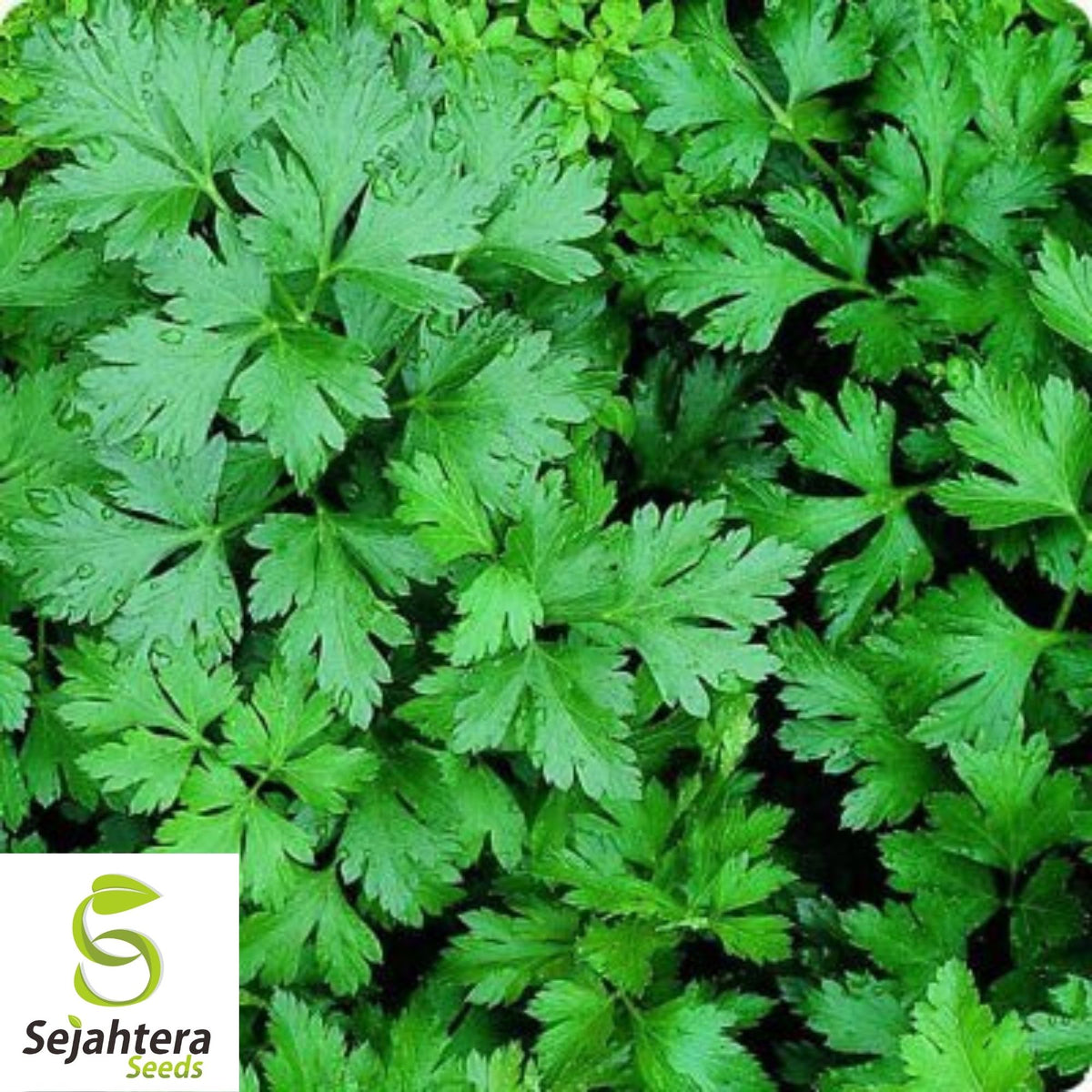 Giant of Italy Parsley Seeds 500+ | Leaf Herb Garden NON-GMO USA