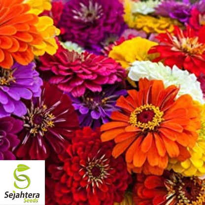 California Giant Zinnia Seeds - 400+ Heirloom, Mixed Colors & Pollinator-Friendly