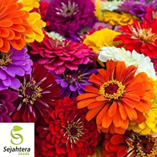 California Giant Zinnia Seeds - 400+ Heirloom, Mixed Colors & Pollinator-Friendly