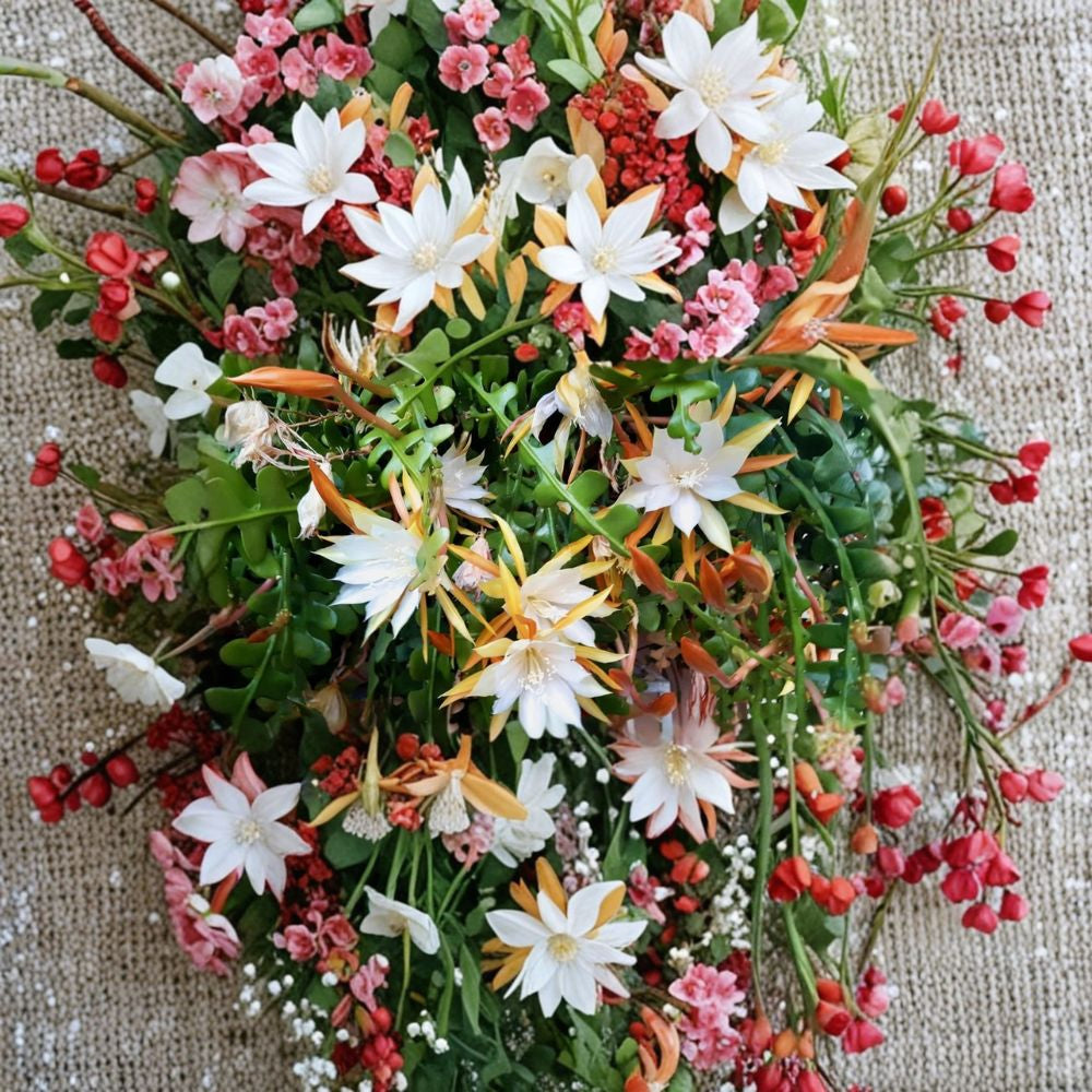 Ric Rac Orchid Cactus – Disocactus anguliger Live Plant | 1–2 Feet Tall | Includes 6 Inch Nursery Pot  Zig Zag Cactus | Long Arching Lobed Stems | Unique Indoor Statement Plant