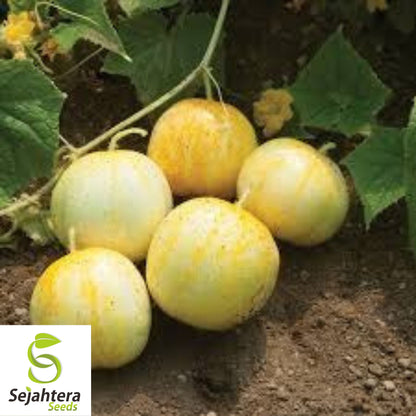 Lemon Cucumber Seeds - 100+ Heirloom, Organic, Non-GMO & Rare