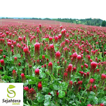 Crimson Clover Seeds 200+ | Trifolium Incarnatum Red Flower Cover Crop USA