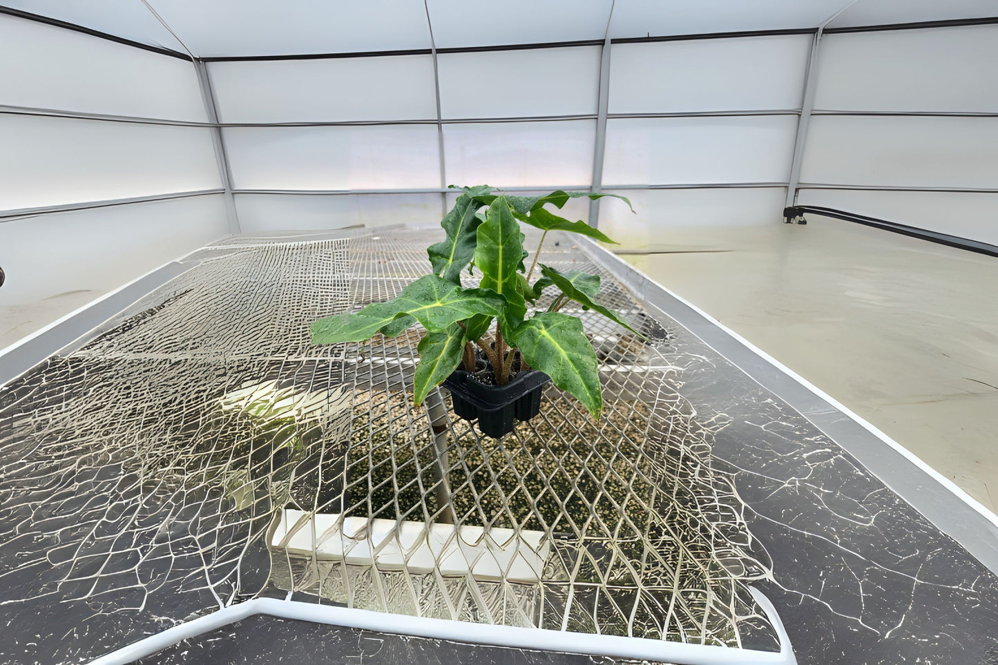 Alocasia 'Golden Dragon' Plant - 6" Pot, Tropical Houseplant, Indoor Ornamental, Alocasia spp.