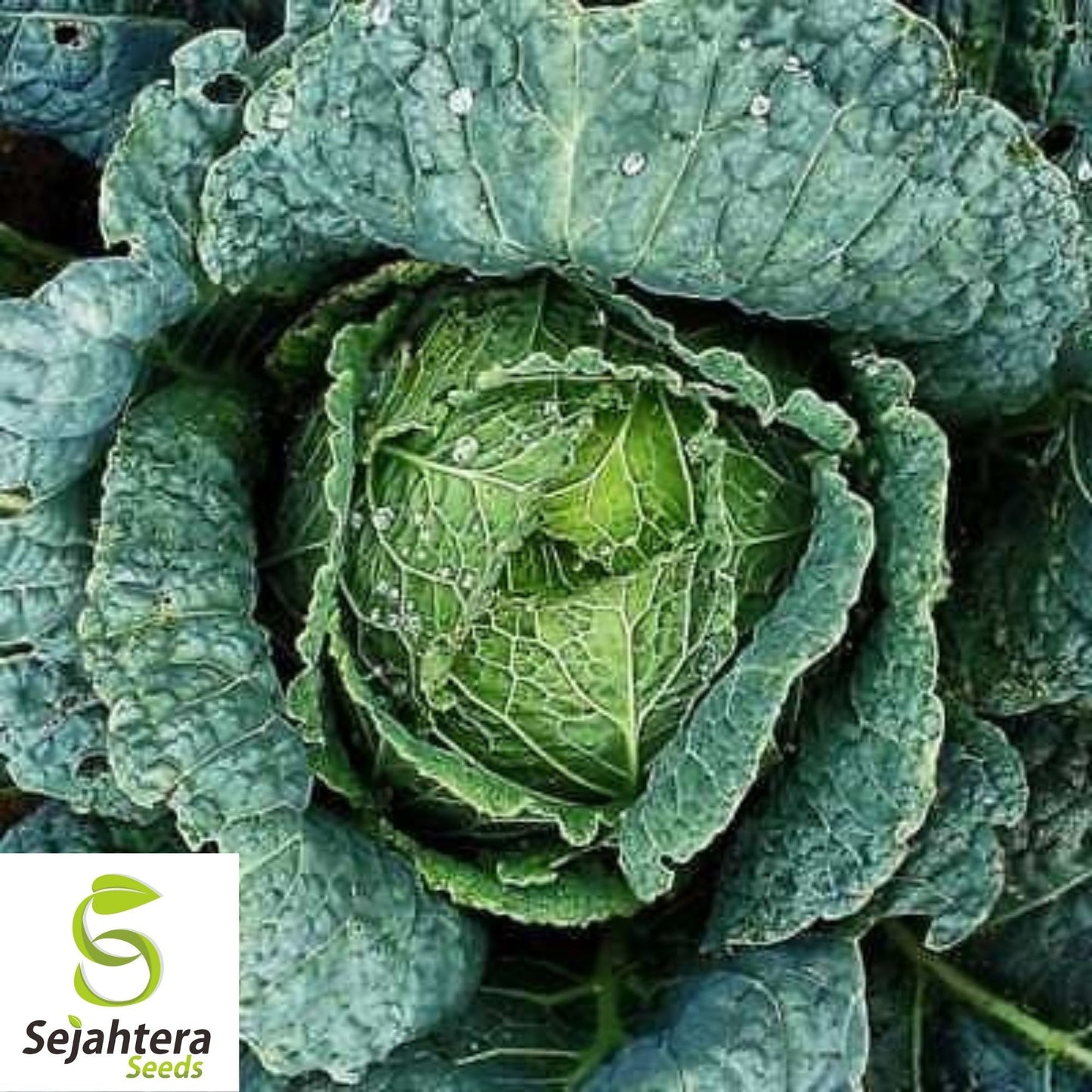 Savoy Cabbage Seeds 300+ | Heirloom NON-GMO Vegetable Garden USA