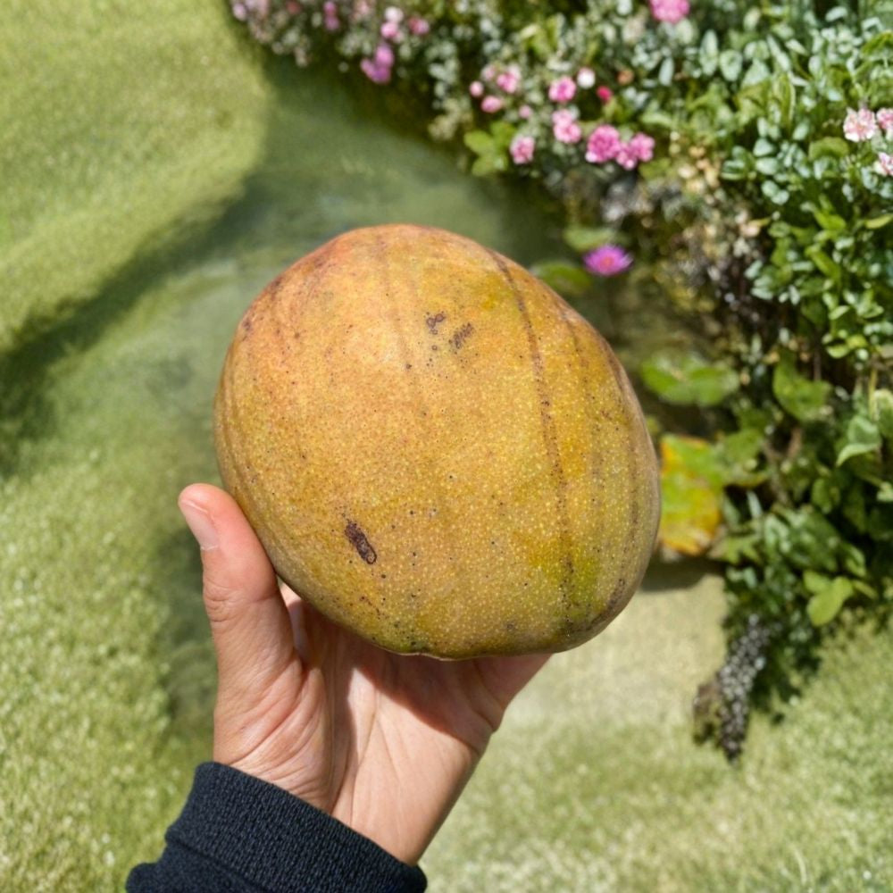 Julie Mango Tree – Mangifera indica Live Tree | 2 Feet Tall | Compact Tropical Variety  Caribbean Favorite | Sweet & Rich Flavor | Container Friendly