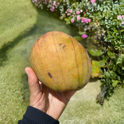 Julie Mango Tree – Mangifera indica Live Tree | 2 Feet Tall | Compact Tropical Variety  Caribbean Favorite | Sweet & Rich Flavor | Container Friendly