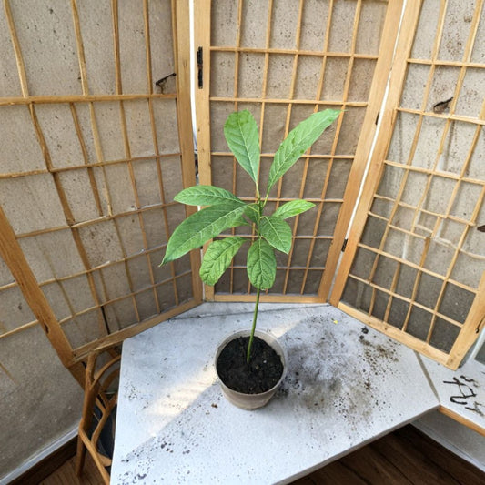 Avocado Tree Seedlings – Persea americana 2 Live Plants | Approximately 18 Inches Tall | Ready to Plant  Tropical Fruit Tree | Great for Garden or Patio | Beginner Friendly