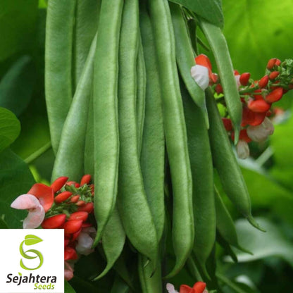 Scarlet Runner Bean Seeds 20 Ct | Edible Ornamental Pole Heirloom NON-GMO USA