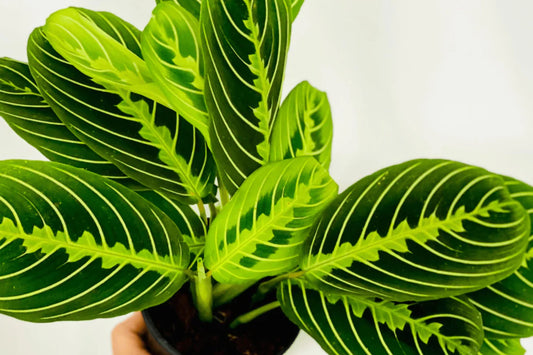 Maranta Lemon Lime Prayer Plant | Maranta Leuconeura 'Marisela' in 3" Pot