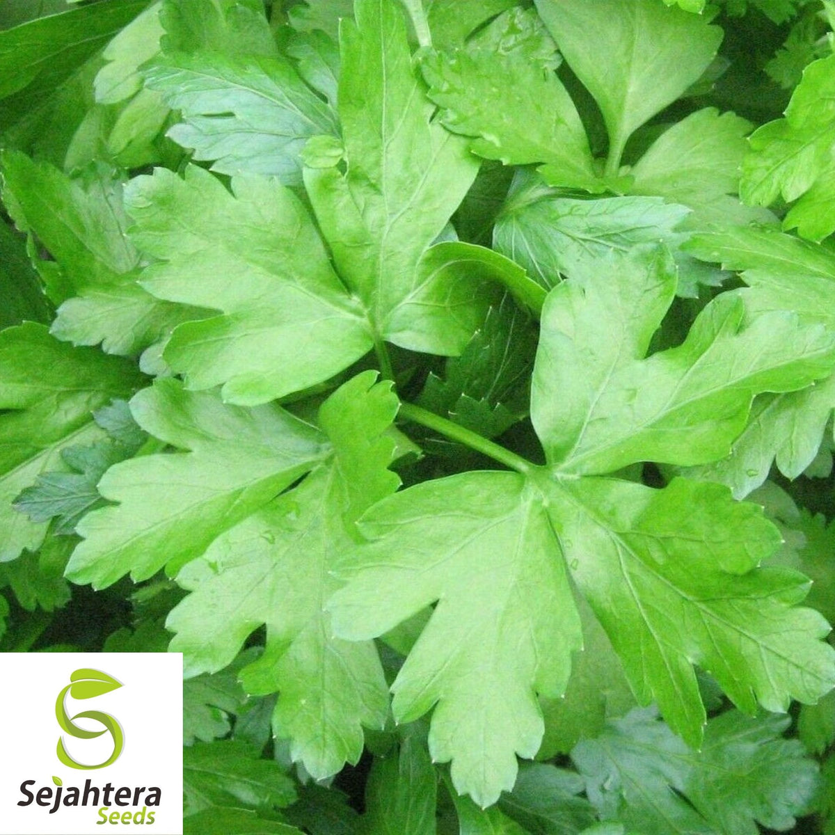 Giant of Italy Parsley Seeds 500+ | Leaf Herb Garden NON-GMO USA