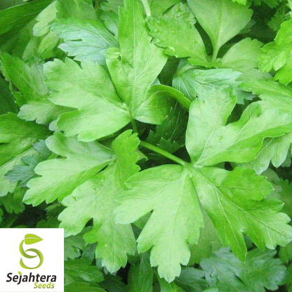 Giant of Italy Parsley Seeds 500+ | Leaf Herb Garden NON-GMO USA