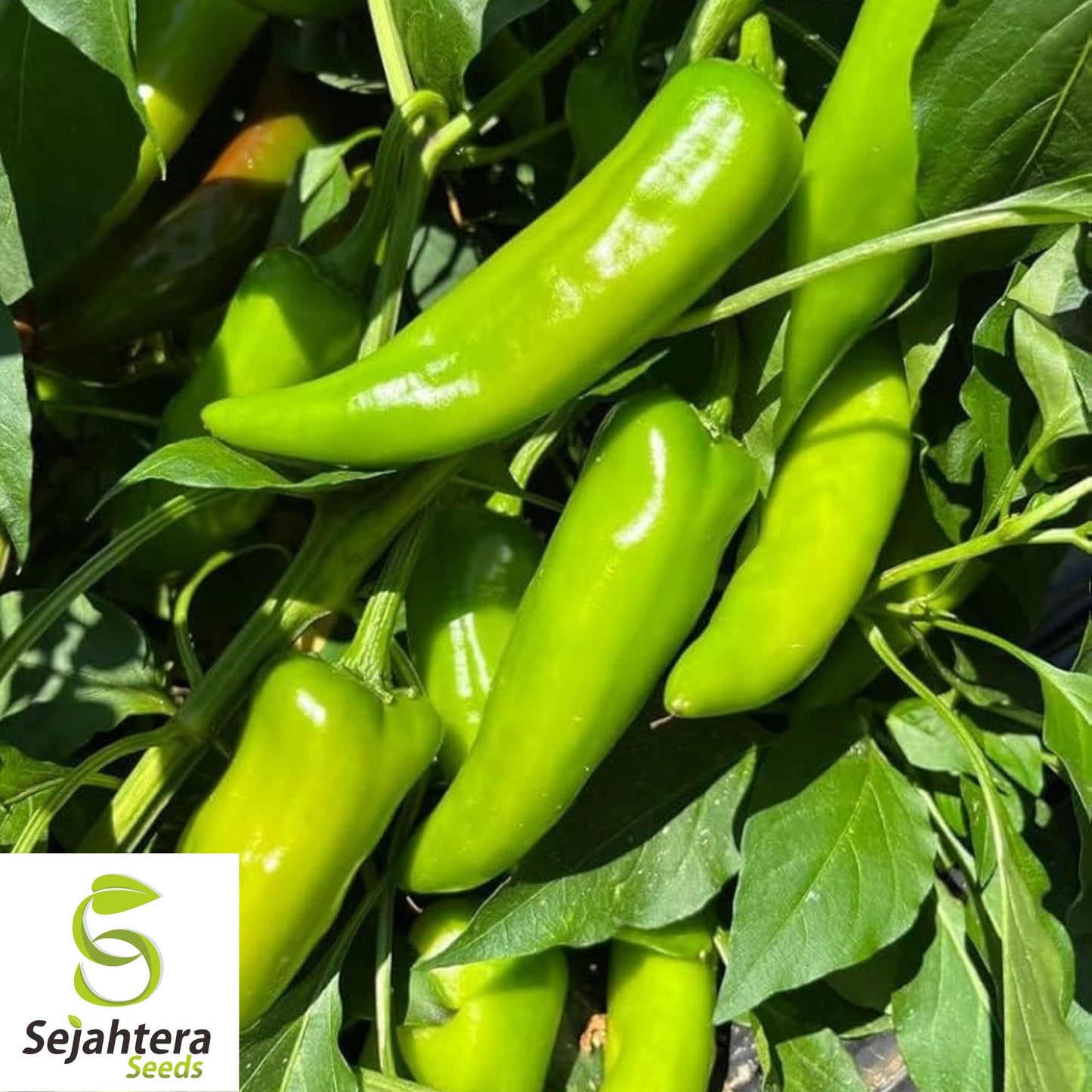 25 Hatch Rattlesnake Pepper Seeds - Non-GMO, Bold & Spicy Southwestern Variety