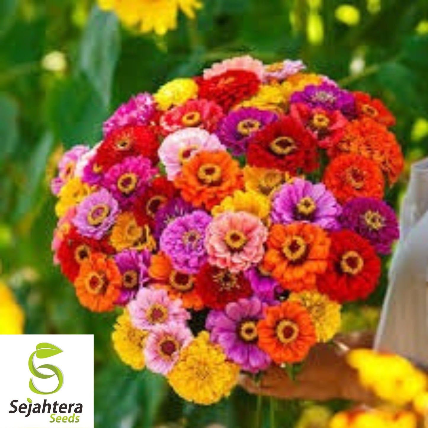 California Giant Zinnia Seeds - 400+ Heirloom, Mixed Colors & Pollinator-Friendly