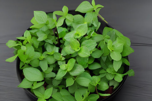Bolivian Wandering Jew Plant in 6in Hanging Basket - Callisia Repens - Spiderwort - Easy Care Indoor/Outdoor Houseplant